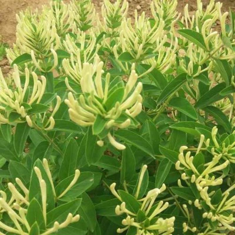 金银花种子花籽爬藤藤本植物常年生四季易种庭院家庭阳台盆栽