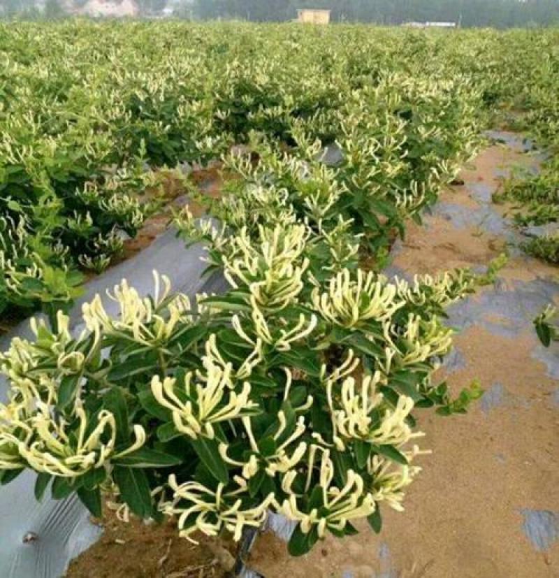 金银花种子花籽爬藤藤本植物常年生四季易种庭院家庭阳台盆栽