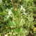 金银花种子花籽爬藤藤本植物常年生四季易种庭院家庭阳台盆栽