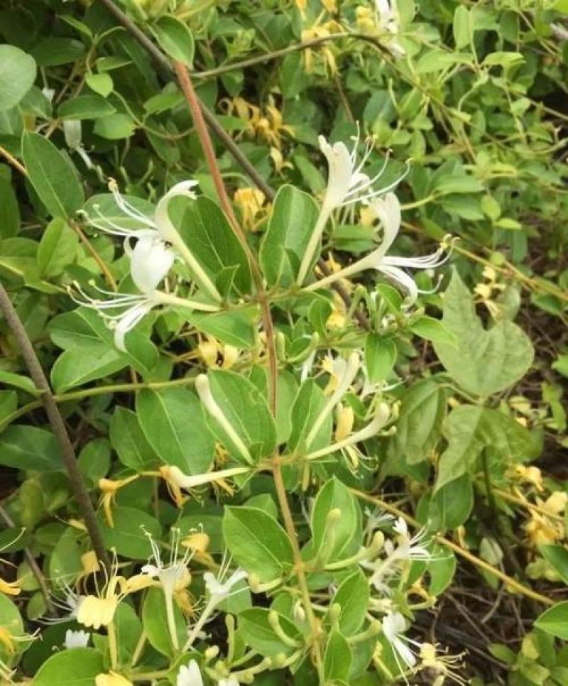 金银花种子花籽爬藤藤本植物常年生四季易种庭院家庭阳台盆栽