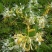 金银花种子花籽爬藤藤本植物常年生四季易种庭院家庭阳台盆栽