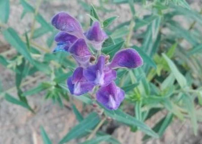 千鸟草种子庭院种植花种蓝色小飞燕草种子花坛景观花飞鸟花种
