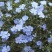 蓝花亚麻种子耐寒耐阴春秋播种多年生园林室外景观花坛庭院花