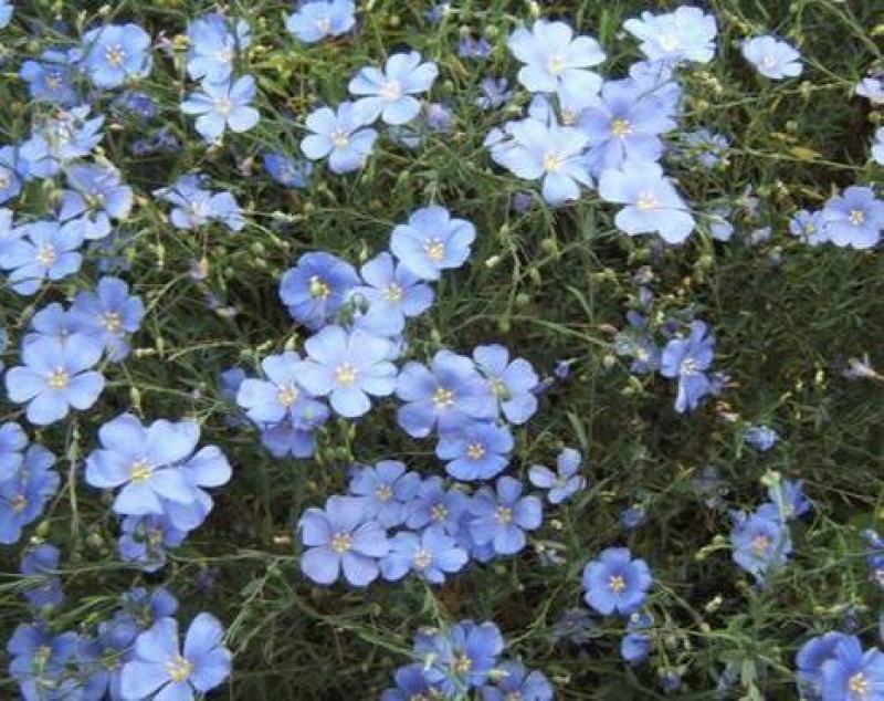蓝花亚麻种子耐寒耐阴春秋播种多年生园林室外景观花坛庭院花