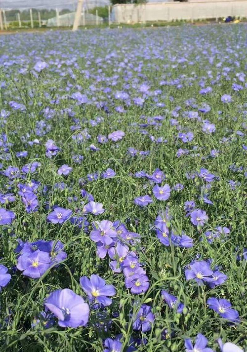 蓝花亚麻种子耐寒耐阴春秋播种多年生园林室外景观花坛庭院花