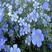 蓝花亚麻种子耐寒耐阴春秋播种多年生园林室外景观花坛庭院花