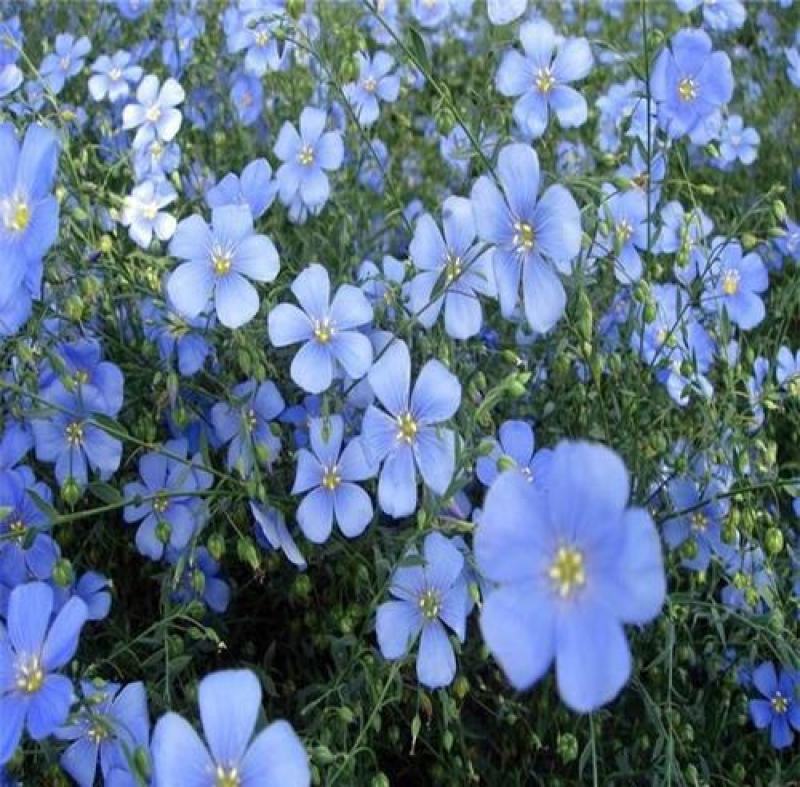 蓝花亚麻种子耐寒耐阴春秋播种多年生园林室外景观花坛庭院花