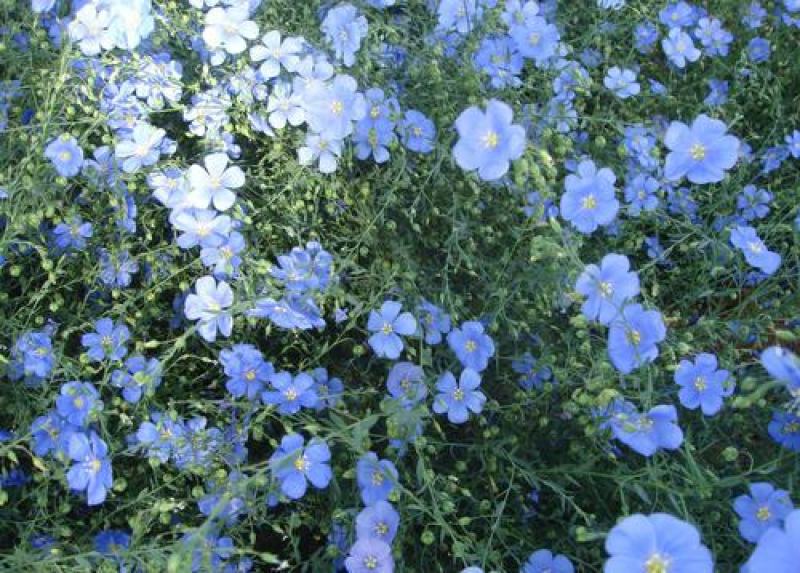 蓝花亚麻种子耐寒耐阴春秋播种多年生园林室外景观花坛庭院花