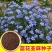蓝花亚麻种子耐寒耐阴春秋播种多年生园林室外景观花坛庭院花
