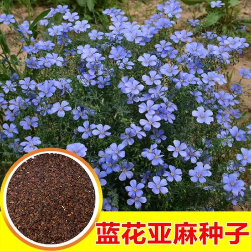 蓝花亚麻种子耐寒耐阴春秋播种多年生园林室外景观花坛庭院花