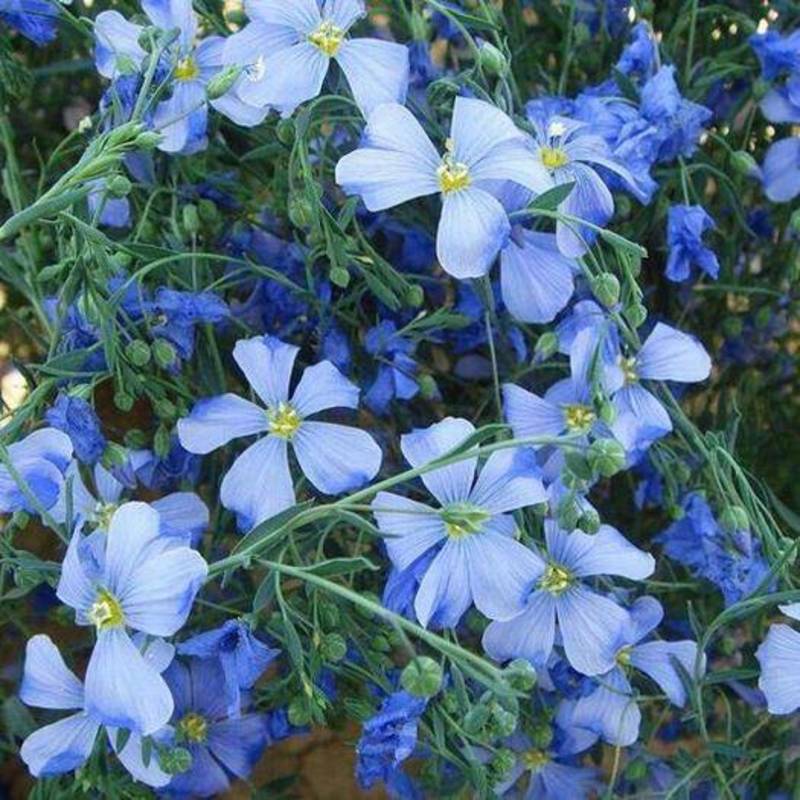 蓝花亚麻种子耐寒耐阴春秋播种多年生园林室外景观花坛庭院花