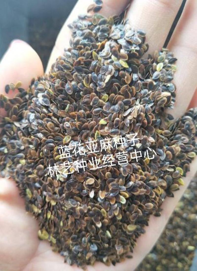 蓝花亚麻种子耐寒耐阴春秋播种多年生园林室外景观花坛庭院花