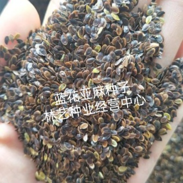 蓝花亚麻种子耐寒耐阴春秋播种多年生园林室外景观花坛庭院花