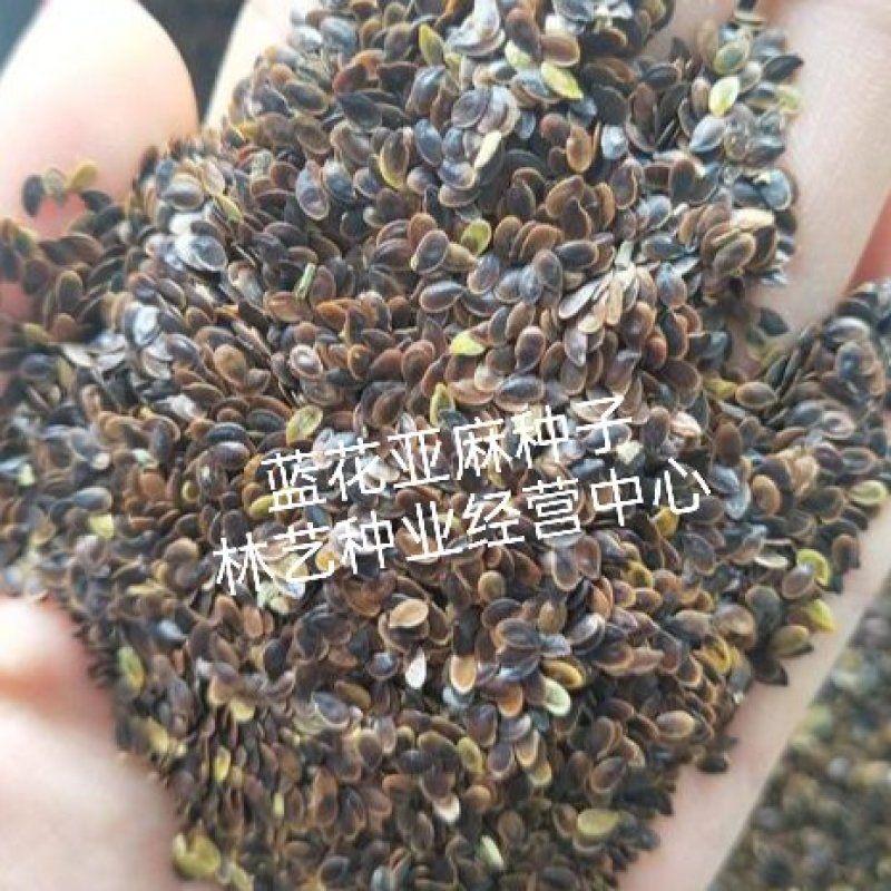 蓝花亚麻种子耐寒耐阴春秋播种多年生园林室外景观花坛庭院花