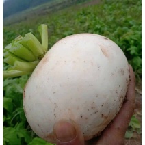【优选】四川仁寿圆根萝卜产地直发量大从优欢迎致电