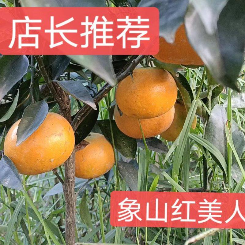 象山区红美人柑橘苗，爱媛38号果冻橙，品种纯正6
