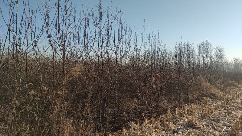 大果沙棘树