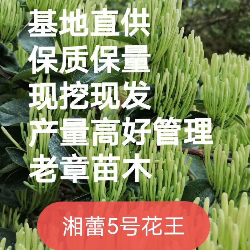 湘蕾5号花王金银花嫁接苗量大从优提供技术包回收