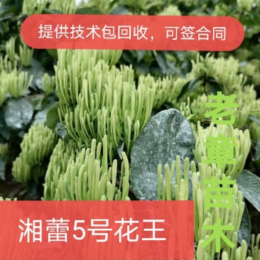 湘蕾5号花王，抗病能力强，产量高，提供成植技术包回收
