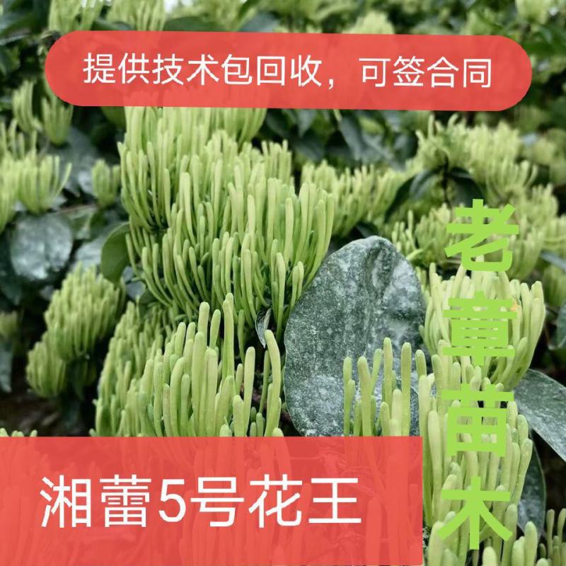 湘蕾5号花王，抗病能力强，产量高，提供成植技术包回收