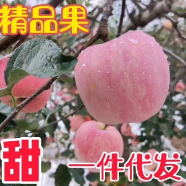 烟台栖霞苹果，脆甜爽口，皮薄多汁，一件代发，货源充足