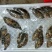 彩眉鱼-西沙彩眉鱼批发-渔船直销深海海鱼