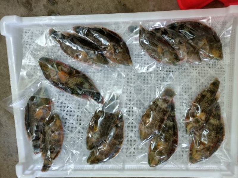 彩眉鱼-西沙彩眉鱼批发-渔船直销深海海鱼