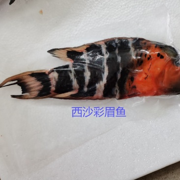 彩眉鱼-西沙彩眉鱼批发-渔船直销深海海鱼