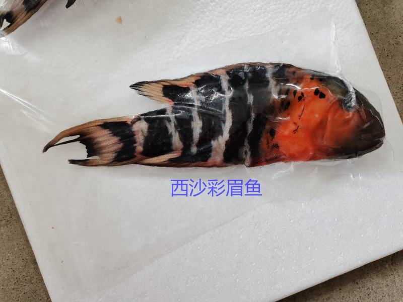 彩眉鱼-西沙彩眉鱼批发-渔船直销深海海鱼