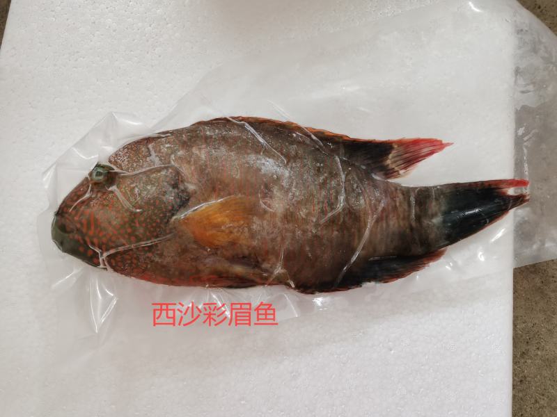 彩眉鱼-西沙彩眉鱼批发-渔船直销深海海鱼