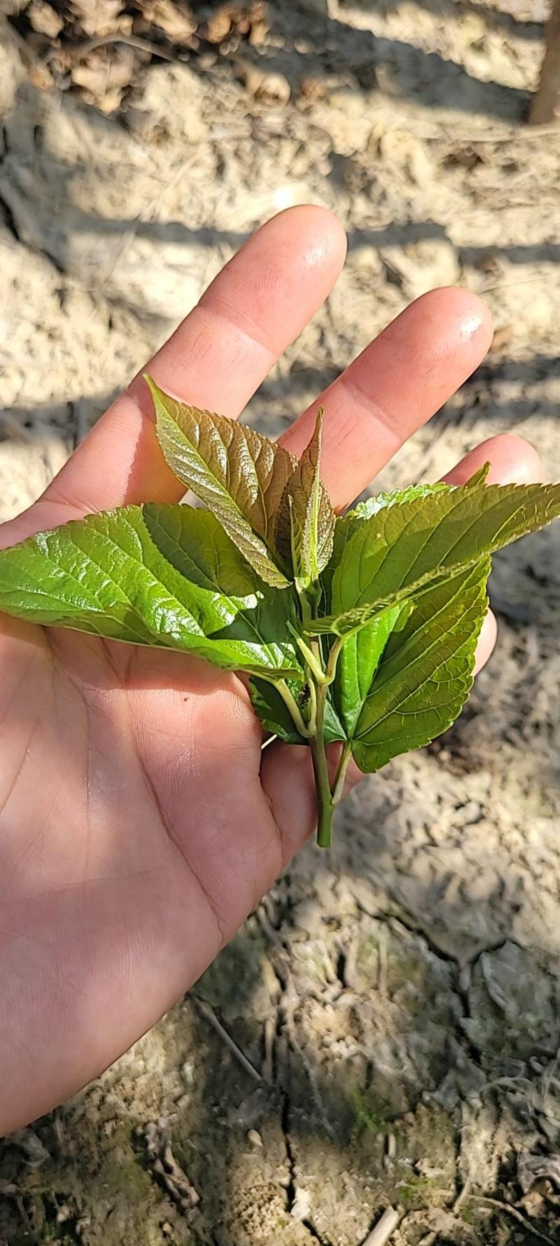 大量供应新鲜桑叶、桑芽叶菜、桑叶菜，桑芽菜，老桑叶桑枝