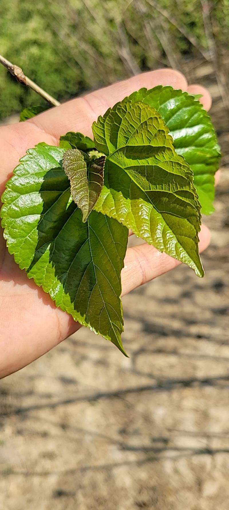 大量供应新鲜桑叶、桑芽叶菜、桑叶菜，桑芽菜，老桑叶桑枝