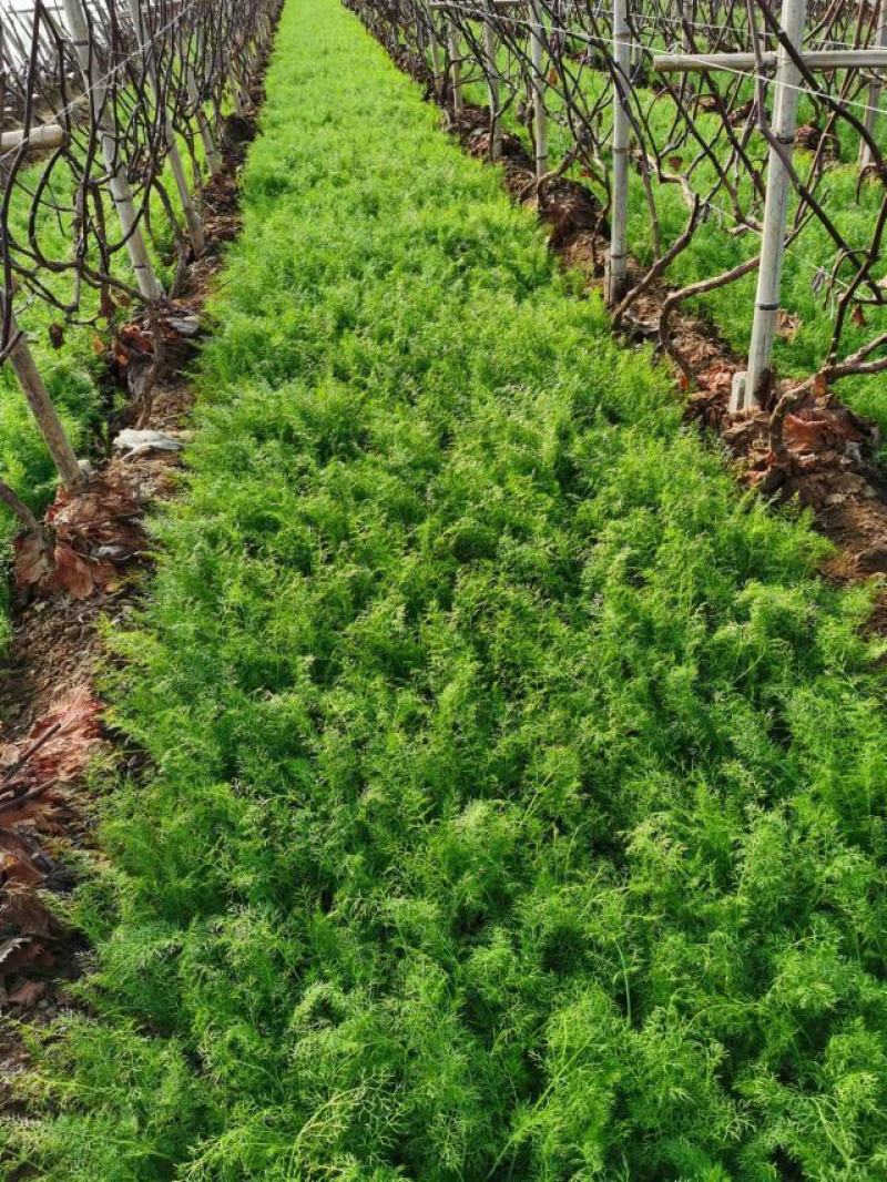 精品茴香苗，河北柏乡大棚茴香苗茴香苗基地