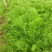 精品茴香苗，河北柏乡大棚茴香苗茴香苗基地