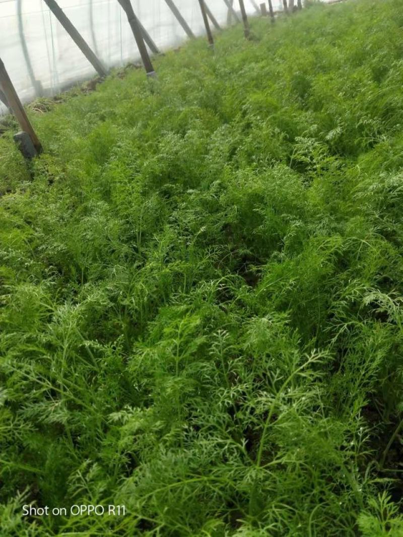 精品茴香苗，河北柏乡大棚茴香苗茴香苗基地