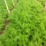 精品茴香苗，河北柏乡大棚茴香苗茴香苗基地