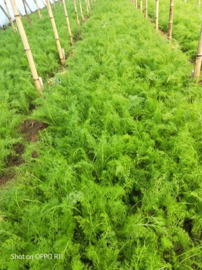 精品茴香苗，河北柏乡大棚茴香苗茴香苗基地