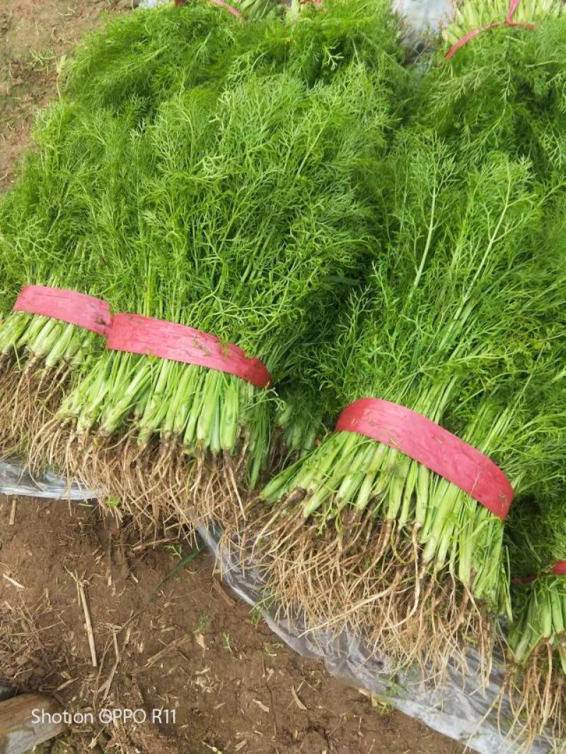 精品茴香苗，河北柏乡大棚茴香苗茴香苗基地