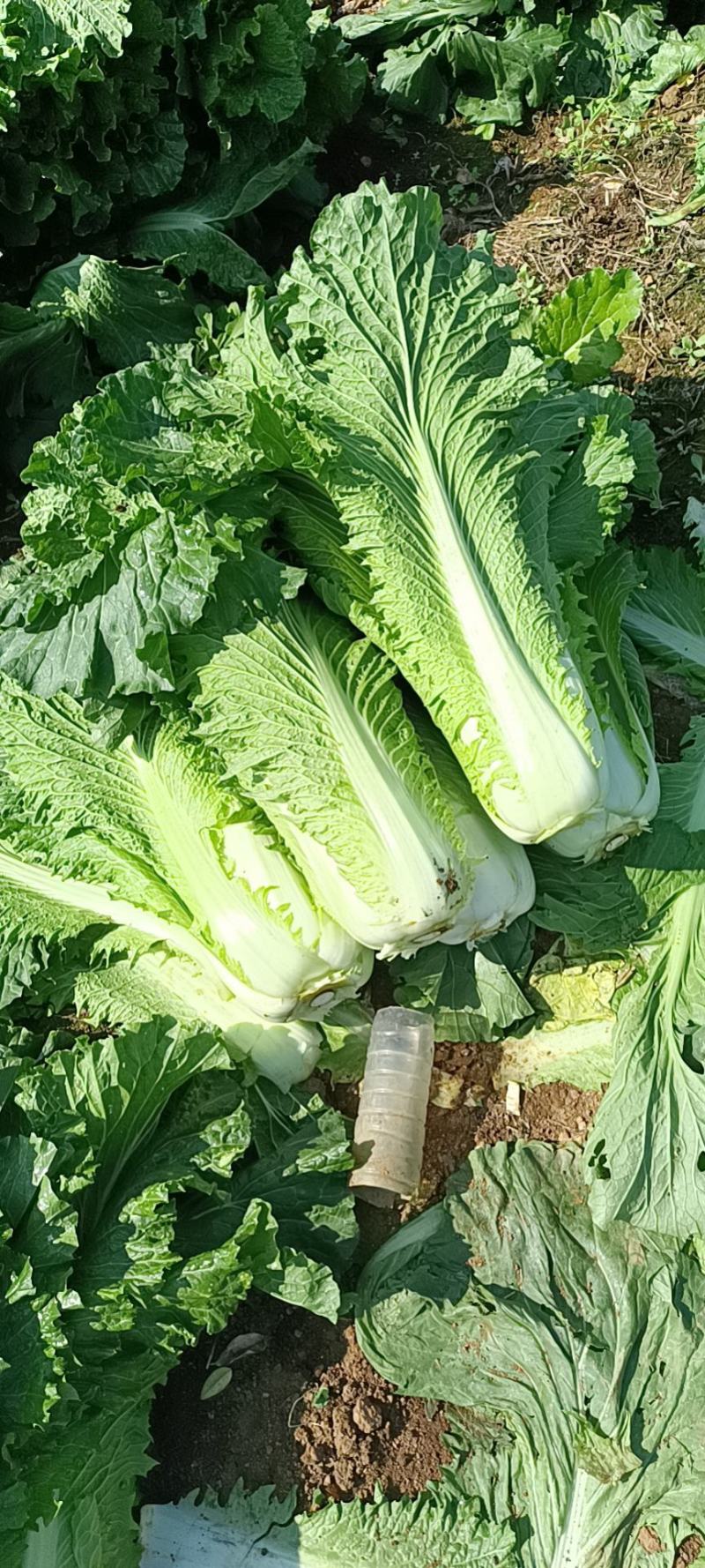 宾阳县白菜