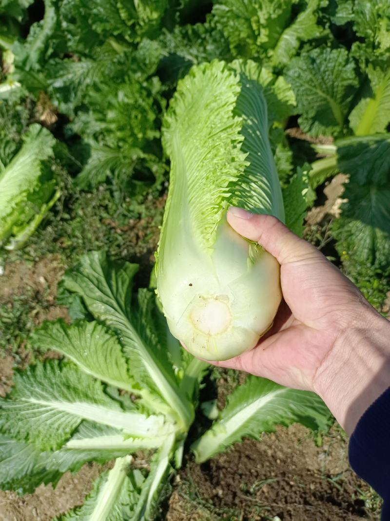 宾阳县白菜