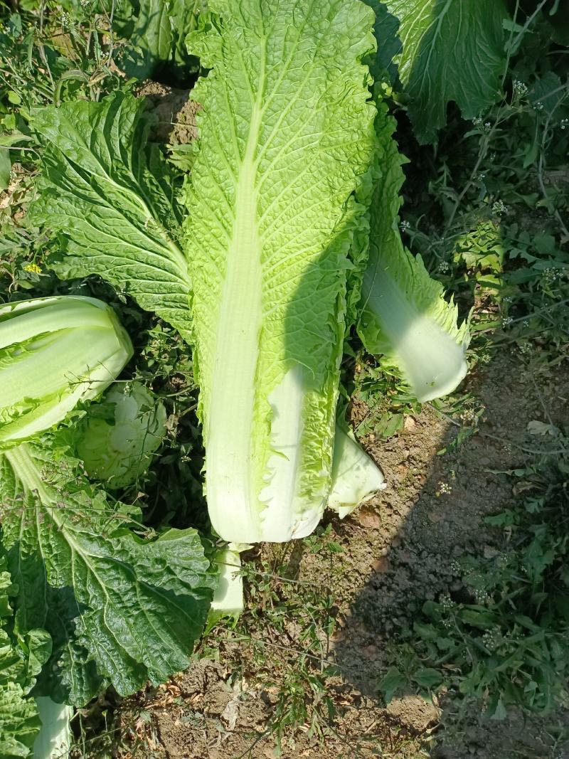 宾阳县白菜