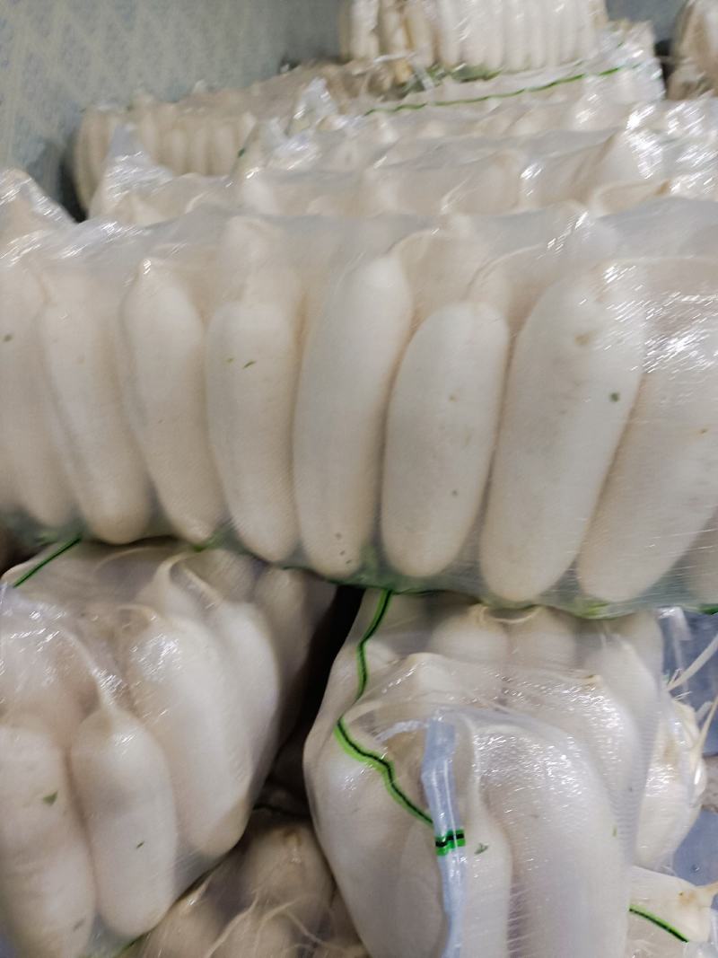 白m白萝卜产地直发，质优价廉，可发全国