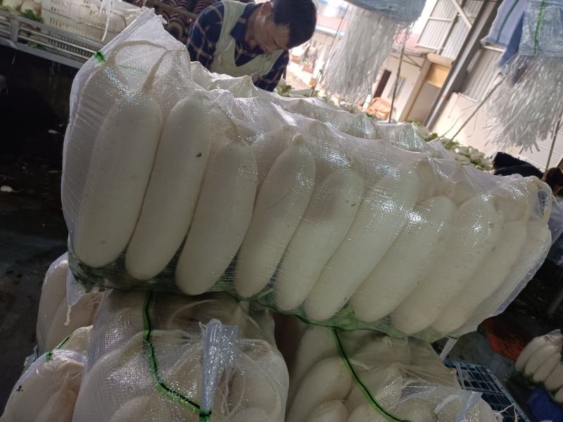 白m白萝卜产地直发，质优价廉，可发全国