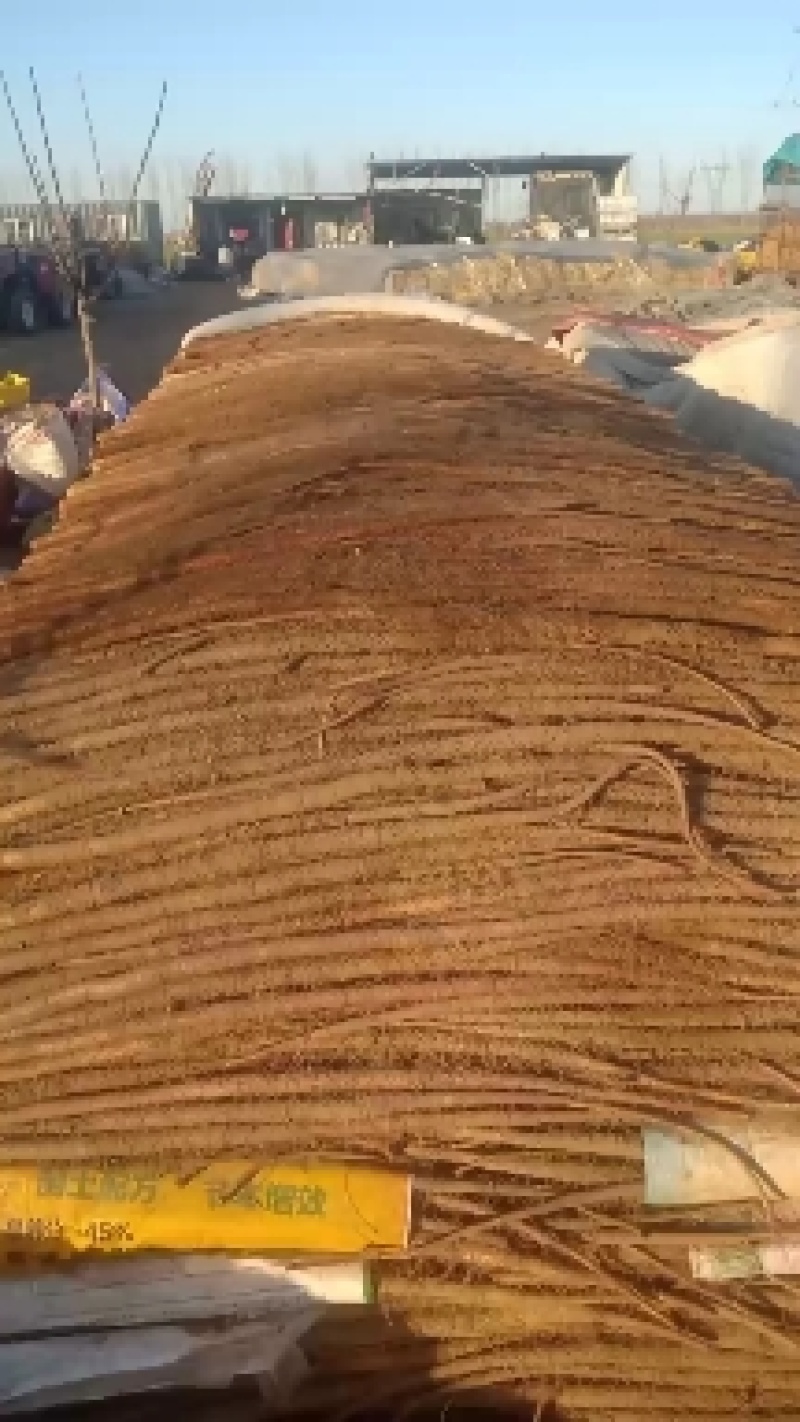 铁棍山药