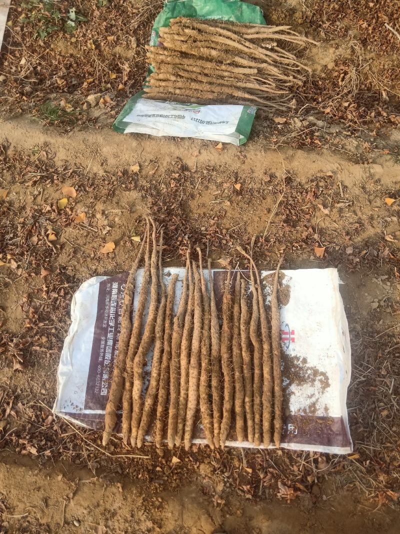 铁棍山药