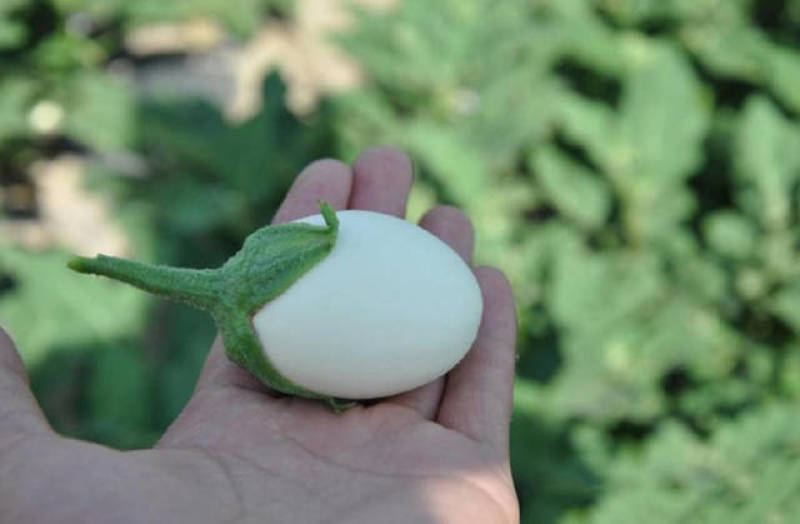 茄子种籽，白蛋茄种子，观赏茄子种子，白茄子种子