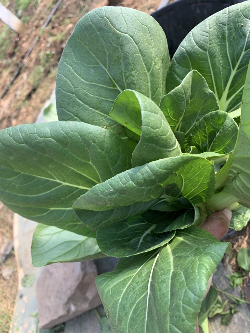 精品上海青苏州青新鲜蔬菜
