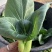 精品上海青苏州青新鲜蔬菜
