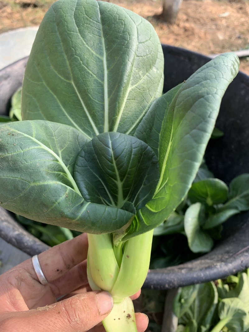 精品上海青苏州青新鲜蔬菜