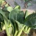 精品上海青苏州青新鲜蔬菜